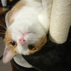 Image pour l'annonce Donne chat roux et blanc