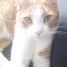 Image pour l'annonce Donne chat roux et blanc