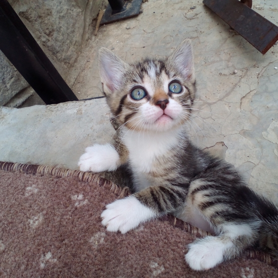Image pour l'annonce Donne chaton