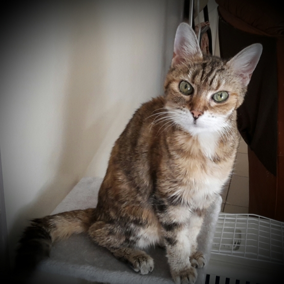 Image pour l'annonce Recherche Famille pour accueillir Gentil Chat Femelle