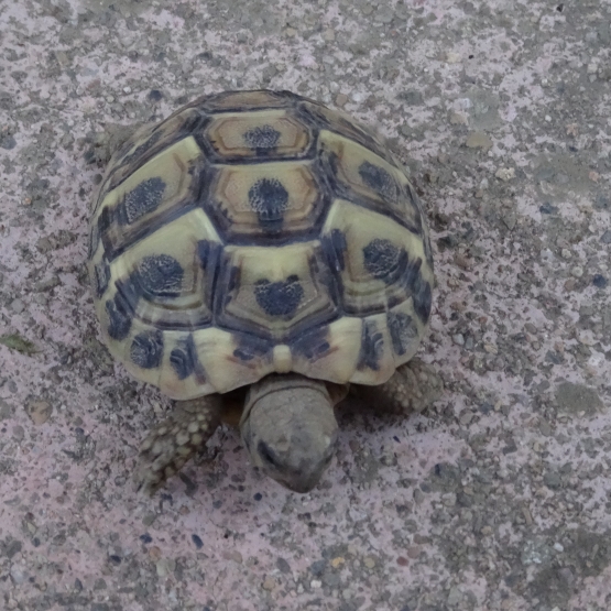 Image pour l'annonce vends tortues terrestre hh nées en 2017 et 2015