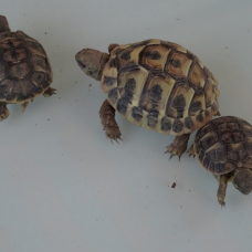 Image pour l'annonce vends tortues terrestre hh nées en 2017 et 2015