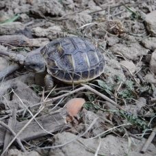 Image pour l'annonce vends tortues terrestre hh nées en 2017 et 2015