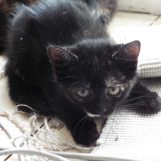 Image pour l'annonce Donne chaton, écaille de tortue, née le 06/06/2017