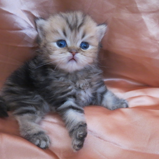 Image pour l'annonce Chatons persan golden et blue golden loof