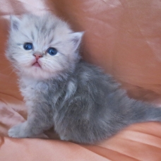 Image pour l'annonce Chatons persan golden et blue golden loof