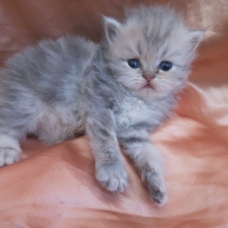 Image pour l'annonce Chatons persan golden et blue golden loof