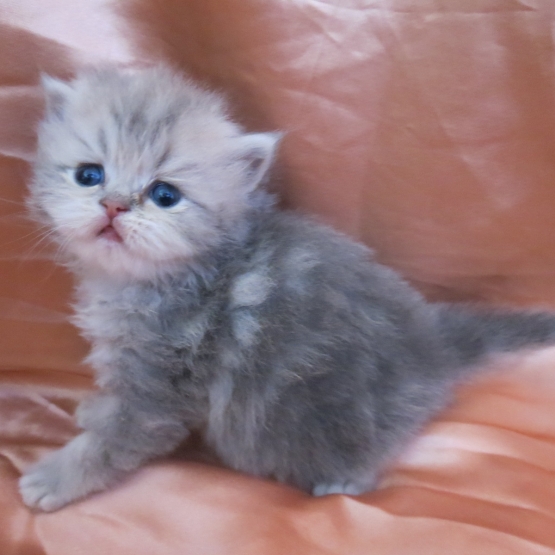Image pour l'annonce Chatons persan mâles et femelle