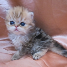 Image pour l'annonce Chatons persan mâles et femelle