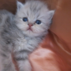 Image pour l'annonce Chatons persan mâles et femelle