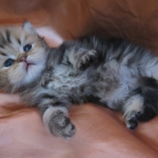 Image pour l'annonce Chatons persan mâles et femelle