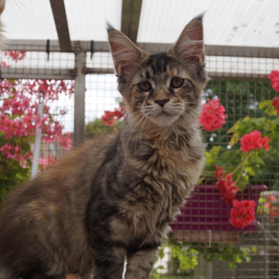 Image pour l'annonce Maine Coon LOOF