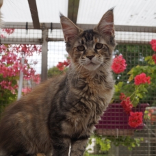 Image pour l'annonce Maine Coon LOOF