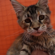 Image pour l'annonce Maine Coon LOOF