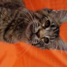 Image pour l'annonce Maine Coon LOOF