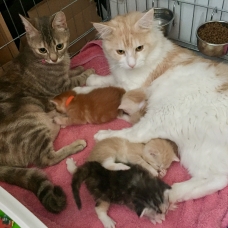 Image pour l'annonce 4 chatons croisés Maine Coon à réserver