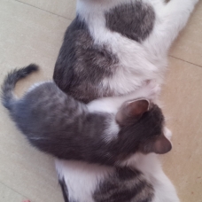 Image pour l'annonce Donne chatons sevrè
