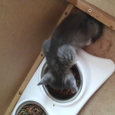 Image pour l'annonce Donne chatons sevrè