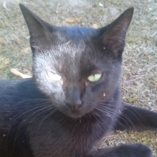 Image pour l'annonce Donne jeune chat