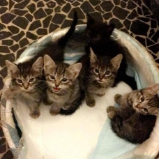Image pour l'annonce Donne chatons contre bons soins