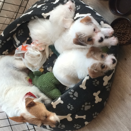 Image pour l'annonce vends 3 chiots croisés Jack Russel et Coton Tulear