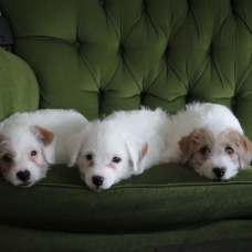 Image pour l'annonce vends 3 chiots croisés Jack Russel et Coton Tulear