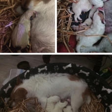 Image pour l'annonce vends 3 chiots croisés Jack Russel et Coton Tulear
