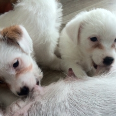 Image pour l'annonce vends 3 chiots croisés Jack Russel et Coton Tulear