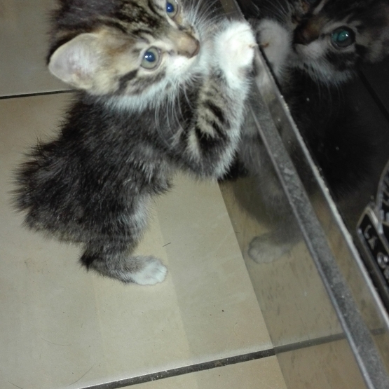 Image pour l'annonce donne chaton male tigré