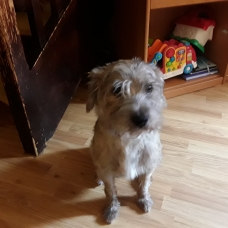 Image pour l'annonce Recherchons nouveau foyer pour notre chien