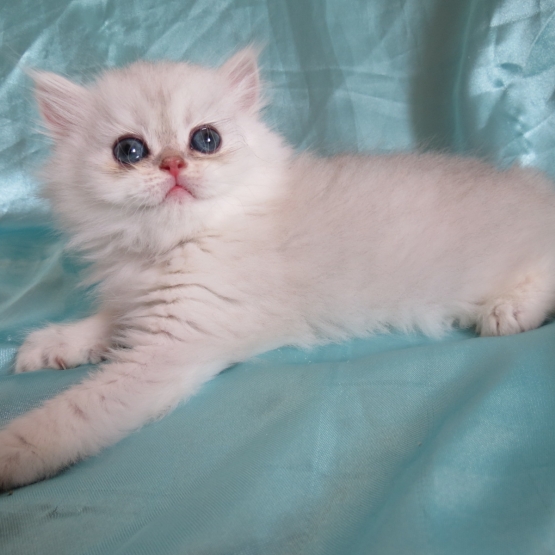 Image pour l'annonce Chaton persan femelle chinchilla loof