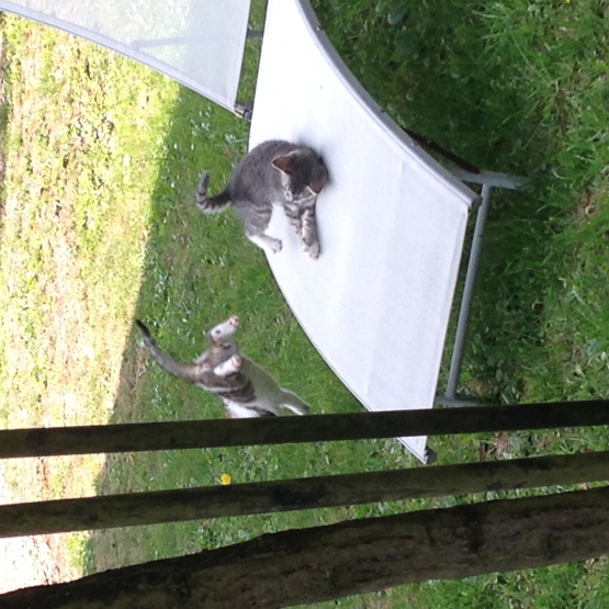 Image pour l'annonce Donne 2 chatons