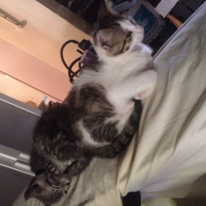 Image pour l'annonce Donne 2 chatons