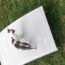 Image pour l'annonce Donne 2 chatons