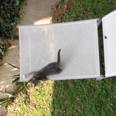 Image pour l'annonce Donne 2 chatons