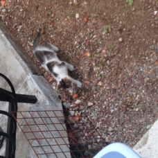 Image pour l'annonce Donne 2 chatons