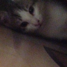 Image pour l'annonce Donne 2 chatons