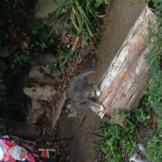 Image pour l'annonce Donne 2 chatons