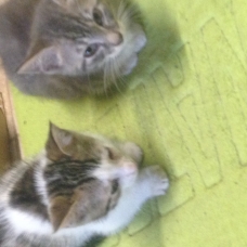 Image pour l'annonce Donne 2 chatons
