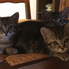 Image pour l'annonce Donne chaton mâle