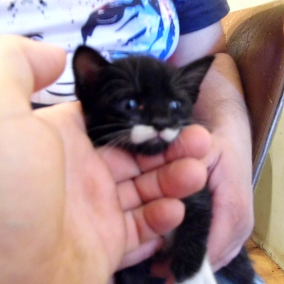 Image pour l'annonce A reserver 2 chatons
