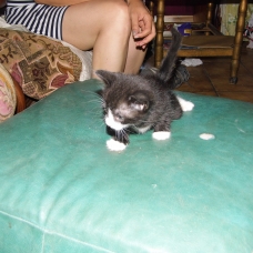 Image pour l'annonce A reserver 2 chatons