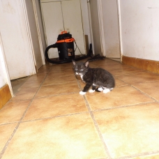 Image pour l'annonce A reserver 2 chatons