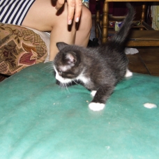 Image pour l'annonce A reserver 2 chatons