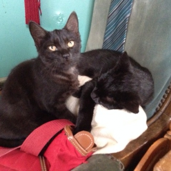 Image pour l'annonce DONNE CHATONS NOIRS
