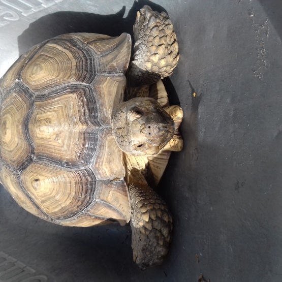 Image pour l'annonce tortue sulcata