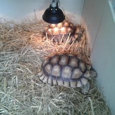 Image pour l'annonce tortue sulcata