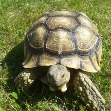 Image pour l'annonce tortue sulcata