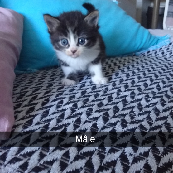 Image pour l'annonce Donne chatons