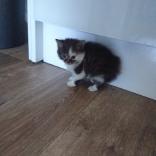 Image pour l'annonce Donne chatons